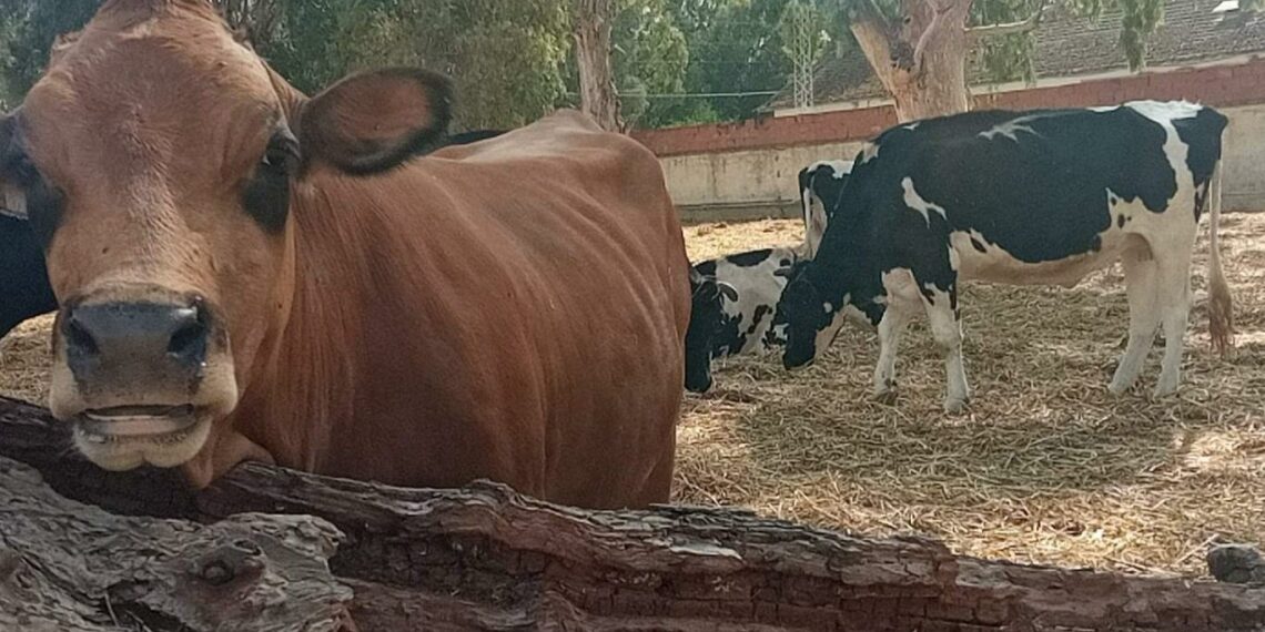 بومرداس-المهدية: بعد نفوق 8 أبقار…دعوة وزارة الفلاحة لاستكمال التلاقيح