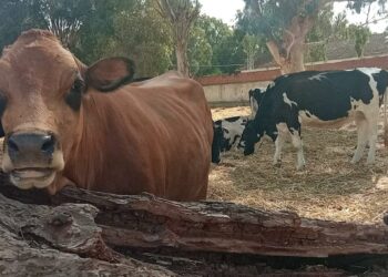 بومرداس-المهدية: بعد نفوق 8 أبقار…دعوة وزارة الفلاحة لاستكمال التلاقيح