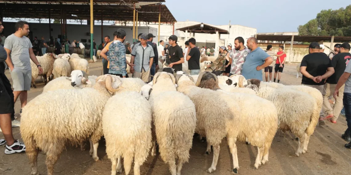 عيد الإضحى: اليوم انطلاق بيع الأضاحي ب21.900 د. حيّ لكافة الأوزان