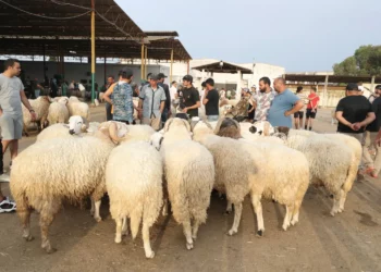 عيد الإضحى: اليوم انطلاق بيع الأضاحي ب21.900 د. حيّ لكافة الأوزان