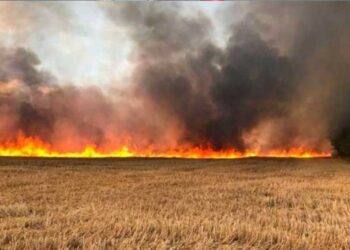 بئر مشارقة-زغوان: حريق يأتي على 3 هك من القمح الصلب والشعير