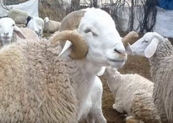 في بلاغ لمدينة العلوم: مرجّح أن يكون عيد الأضحى يوم الجمعة 6 جوان 2025