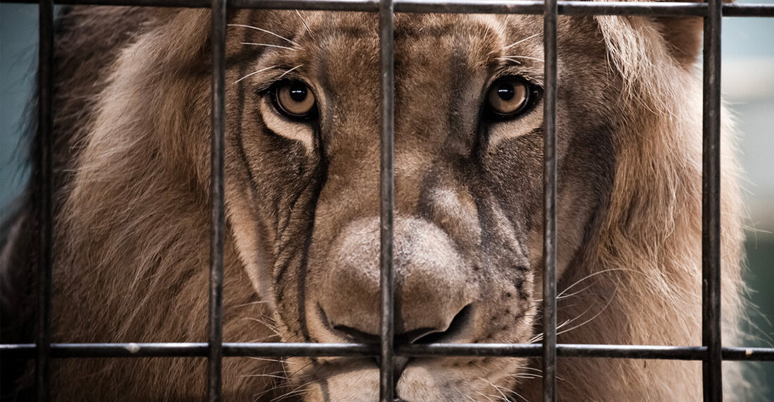 إشارات أحمد الحمروني: رفقا بالحيوان