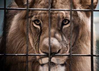 إشارات أحمد الحمروني: رفقا بالحيوان