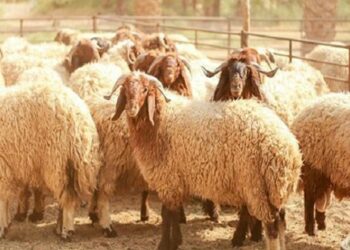 تحديد سعر الأضاحي ب21.900 د/كلغ حيّ… و29 ماي انطلاق عمليات البيع