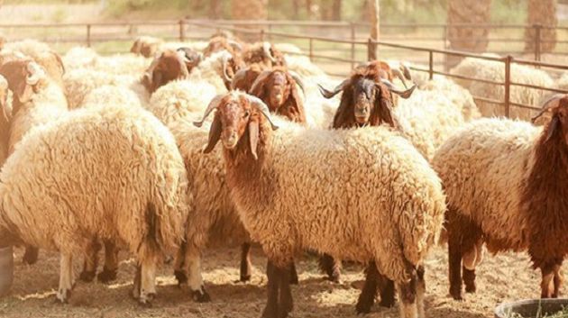 تحديد سعر الأضاحي ب21.900 د/كلغ حيّ… و29 ماي انطلاق عمليات البيع