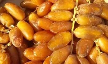 اقتصاد: عائدات صادرات التمور تتراجع بنسبة 4،3 بالمائة