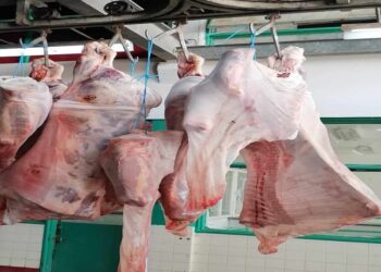 عيد الاضحى: توفير كميات من هامة الضأن والابقار بأسعار فصوى محددة