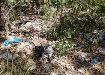 طبرقة-عين دراهم: مهنيّو السياحة يطلقون صيحة فزع بسبب الوضع البيئي