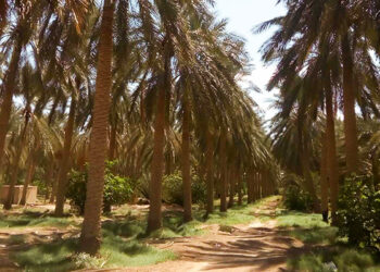 قبلي  الأمطار بعد رياح الفترة الأخيرة تبشّر بحسن سير الموسم الفلاحي