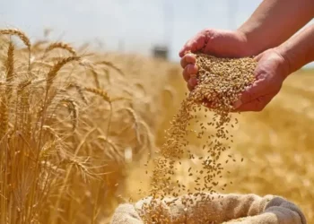 فلاحة: الوزارة تحدد أسعار قبول القمح والشعير والتريتيكال وتاريخ منحة التسليم