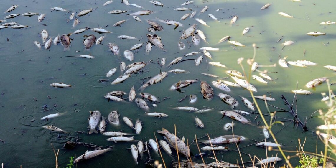 المنستير: اسباب نفوق الاسماك وتحول لون المياه الى اللون الأحمر