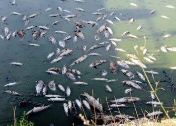 المنستير: اسباب نفوق الاسماك وتحول لون المياه الى اللون الأحمر