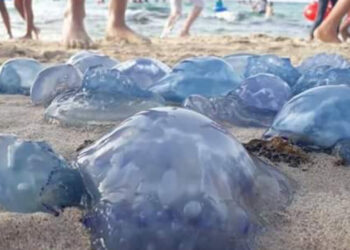 أي خطورة لتكاثر قناديل البحر وانشارها على الشطوط التونسية؟