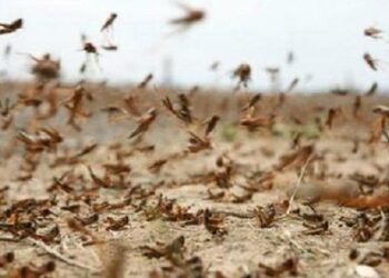 تطاوين: الجراد بدأ رحيله الى موطنه في الصحراء والساحل الافريقي