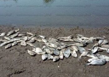 المنستير: السلامة الصحية تحذّر من استهلاك الاسماك النافقة