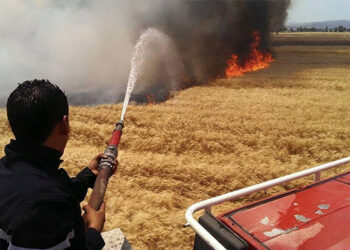 تيبار-باجة: حريق يأتي على 50 هكتارا من الحبوب المعدّة للإكثار