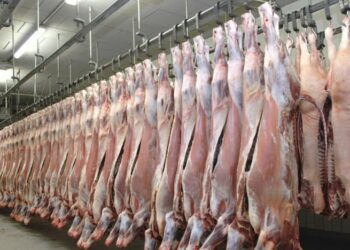 عيد الاضحى: توريد كميات من اللحوم الحمراء بين لحم الضأن ولحم الابقار