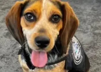 كلب الديوانة "فردي" التي ركله المواطن المصري