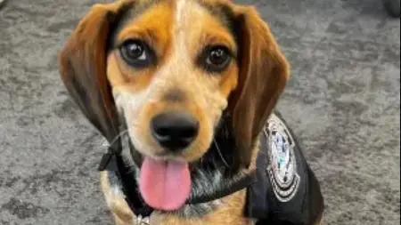 كلب الديوانة "فردي" التي ركله المواطن المصري