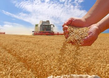 جهات: كميات الحبوب المجمّعة بلغت 6.736 مليون قنطار إلى غاية 25 جوان