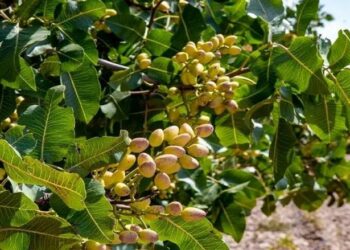 القصرين: صابة قياسية منتظرة من الفستق تقدّر ب 1650 طنّا