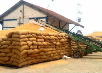 ديوان الحبوب: الأمطار الأخيرة لم تلحق أي اضرار بكميّة الحبوب الكجمّعة