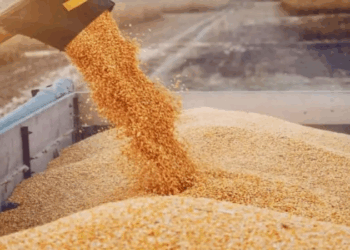 إلى يوم 4 جويلية: كميات الحبوب المجمّعة بلغت 9.292 ملايين قنطار