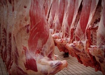 الكاف: تزويد السوق البلدي بكميات من لحم الضأن ب 40 دينار/كلغ