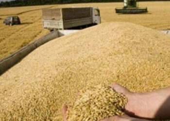 صابة الحبوب 2025: التقديرات النهائية حددت ب 19.8 مليون قنطار