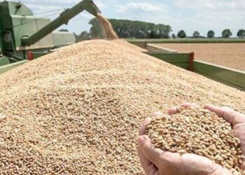 تجاوزت معدّل ال 5 سنوات الأخيرة…كميات الحبوب المجمّعة تعادل 290، 11 مليون قنطارا