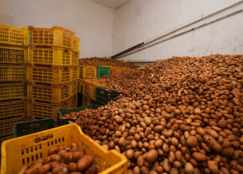 بوزقام-القصرين: ضبط 11 طنا من البطاطا داخل مخزن تبريد