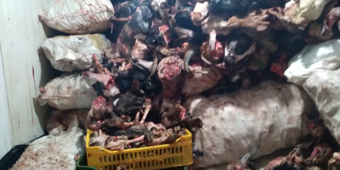 القيروان: حجز وإتلاف كميات كبيرة من اللحوم الحيوانية مخزّنة في ظروف كارثية