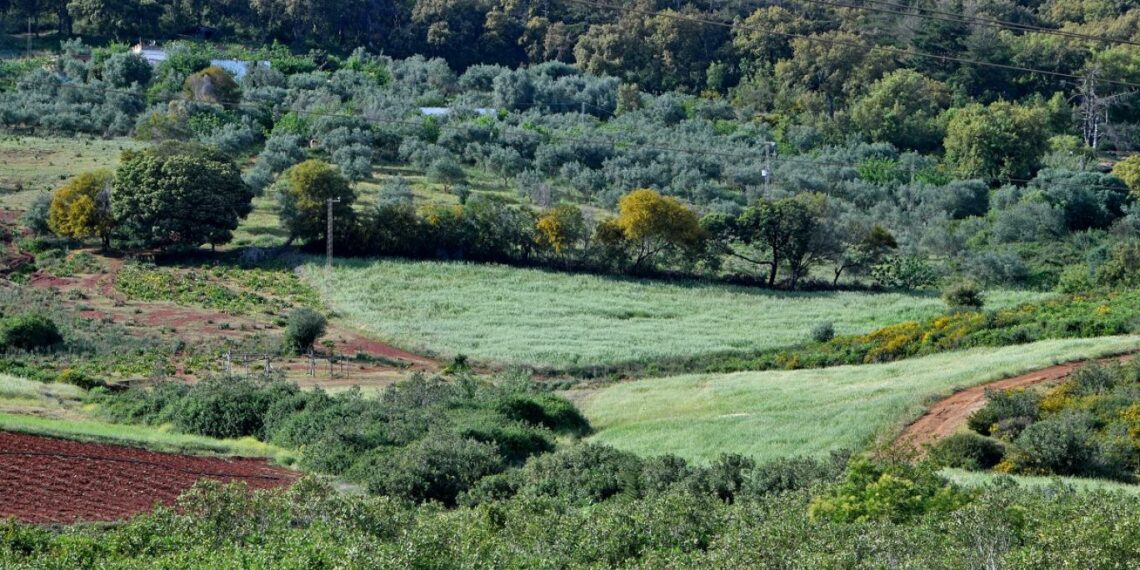 محيط: تونس تخطط لرفع كساءها الغابي بنسبة بين 12 و 16 ℅