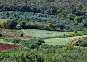 محيط: تونس تخطط لرفع كساءها الغابي بنسبة بين 12 و 16 ℅