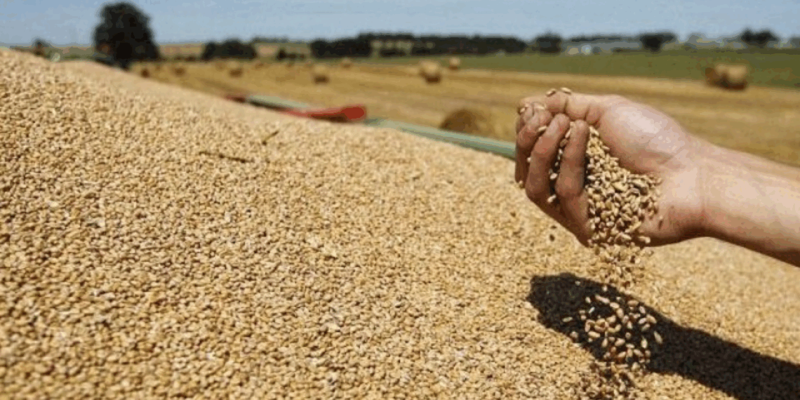 أمكانية نزول أمطار: وزارة الفلاحة تدعو شركات تجميع الحبوب الى اليقظة والحيطة