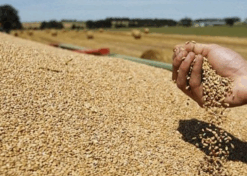 أمكانية نزول أمطار: وزارة الفلاحة تدعو شركات تجميع الحبوب الى اليقظة والحيطة