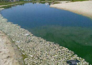 قربة-نابل: نفوق كميات كبيرة من الأسماك…وغياب التفسير الرسمي