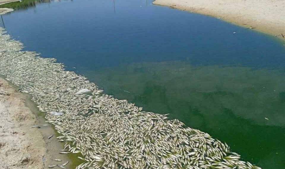 قربة-نابل: نفوق كميات كبيرة من الأسماك…وغياب التفسير الرسمي