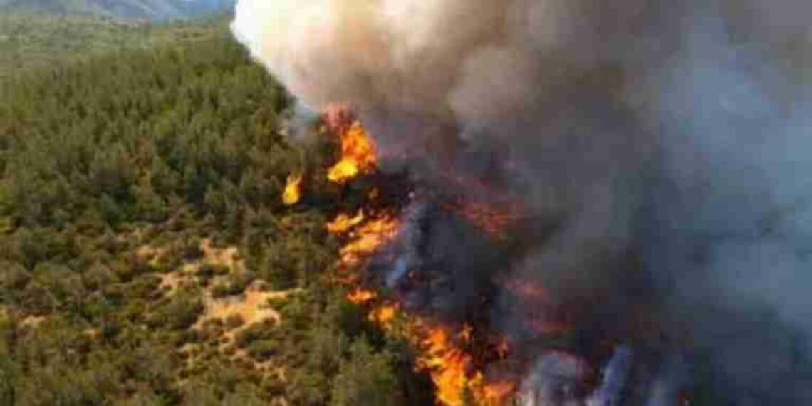 سيدي اسماعيل-باجة: الحماية المدنية تصارع نيران الحريق والخوف ان يمتد الى مساحات جبلية أوسع