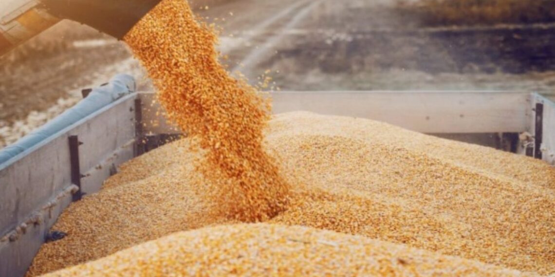 صابة الحبوب: تونس تتمكّن من جمع 11 مليون و 620 ألف قنطار