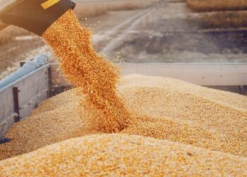 صابة الحبوب: تونس تتمكّن من جمع 11 مليون و 620 ألف قنطار