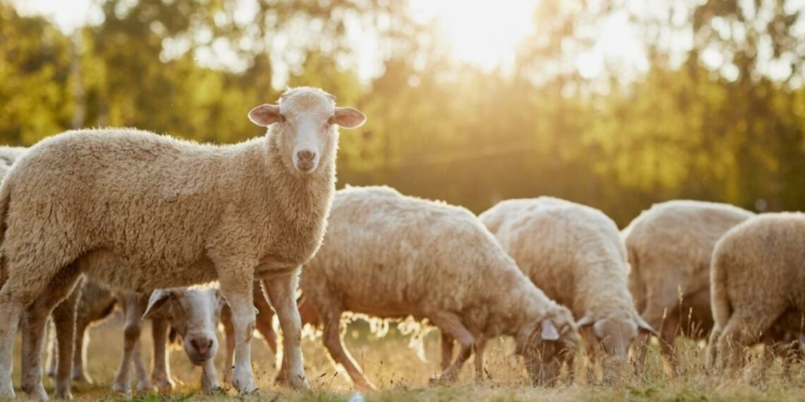 مرض “بوميرة”: وزارة الفلاحة تحذّر مربي الماشية وتقدّم لهم نصائح