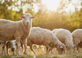 مرض “بوميرة”: وزارة الفلاحة تحذّر مربي الماشية وتقدّم لهم نصائح