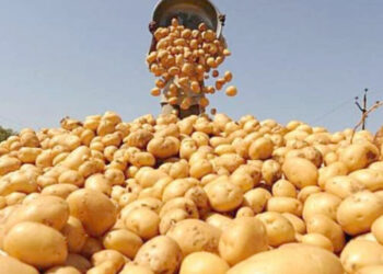 منتجات فلاحية: تكوين مخزون تعديلي لمادة الباطاطا لسنة 2025