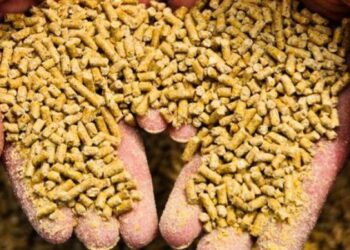 وزارة الفلاحة: شراء 50 طن من مادّة الذرّة العلفيّة المورّدة عبر مناقصة عالميّة