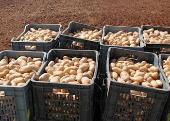 بنزرت: حجز 8.8 أطنان من البطاطا كانت معدّة للتر يج خارج المسالك القانونية