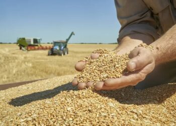 صابة الحبوب: اقتراب موعد نهاية الحصاد والكمية النجمة بلغت 11 مليون و 850 ألف قنطار