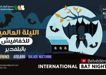 العاصمة: أحبّاء البلفدير ينظمون “الليلة العالمية 14 للخفافيش”