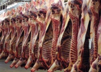 متصرف شركة اللحوم: اللحوم الموردة ذات جودة عالية ومطابقة لكل المواصفات